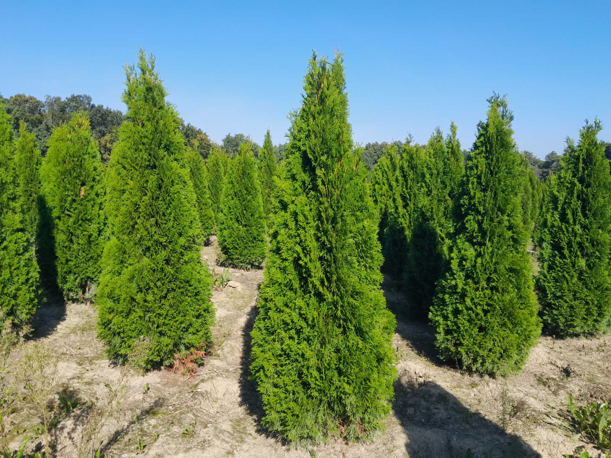 Tuja Szmaragd 160,180,200,220cm! Thuja Smaragd! Sadzimy tuje! Dostawa!