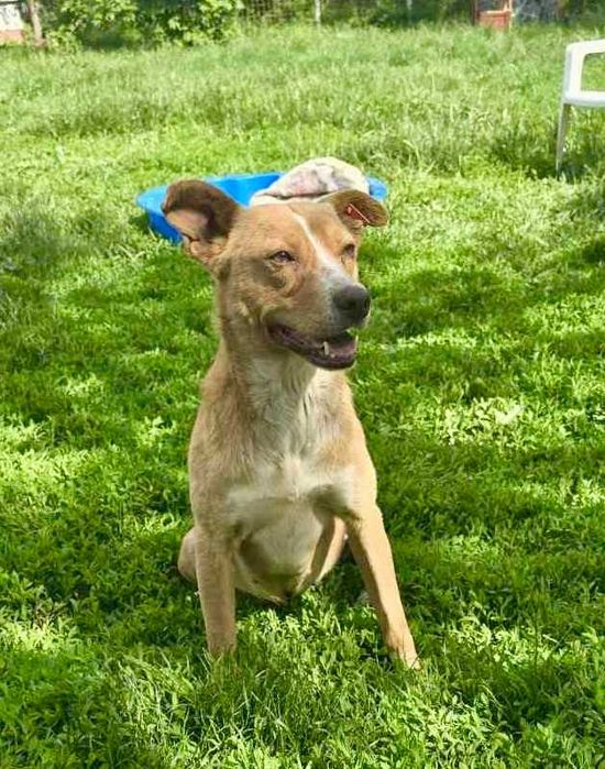 LEJLA 1,5 roczna drobna 8 kg  sunia znaleziona na ulicy w Bułgarii