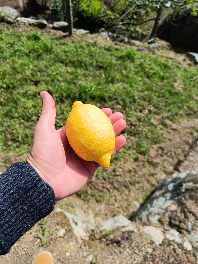 Limões sumarentos