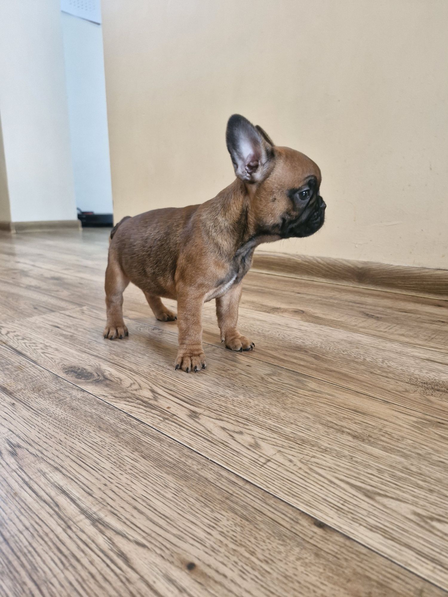 Buldog francuski