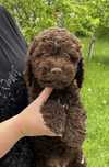 Lagotto romagnolo piesek z hodowli ZkwP/FCI