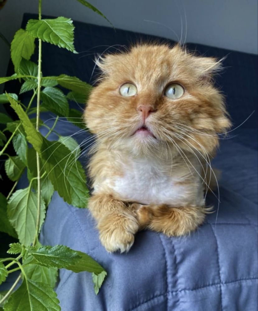 Котики шукають родину