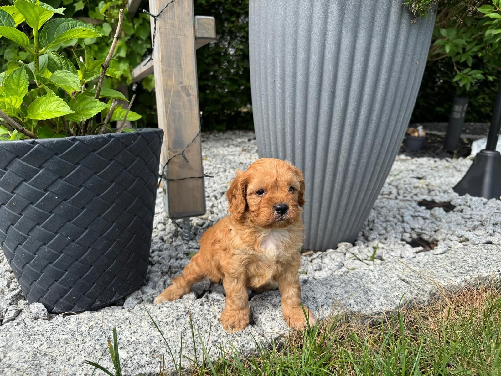 cavapoo szczeniak gotowy do odbioru