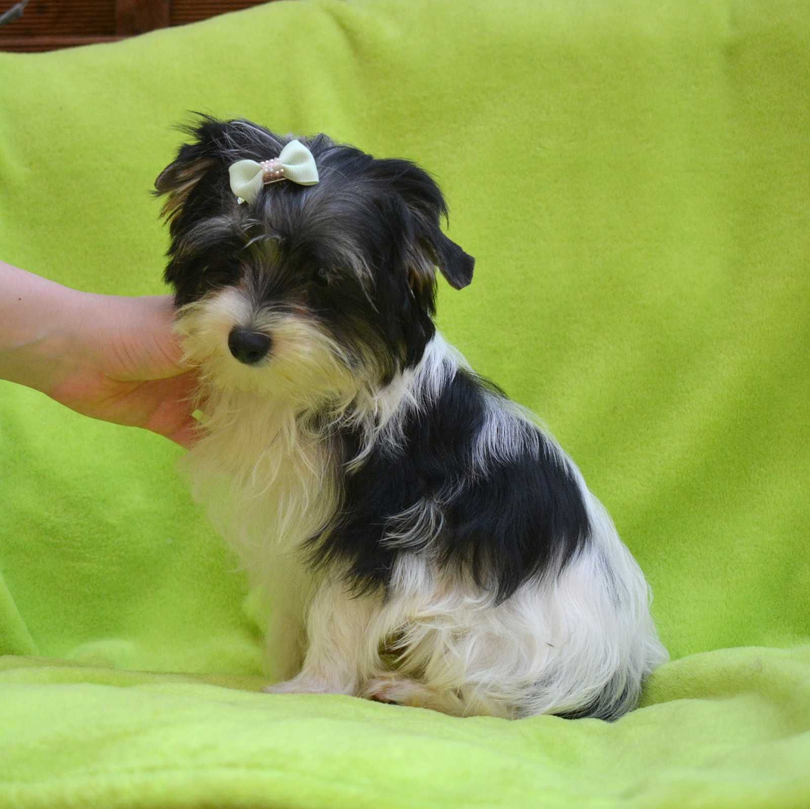 Colorful Yorkshire Terrier Biewer piesek Lucek rodowód