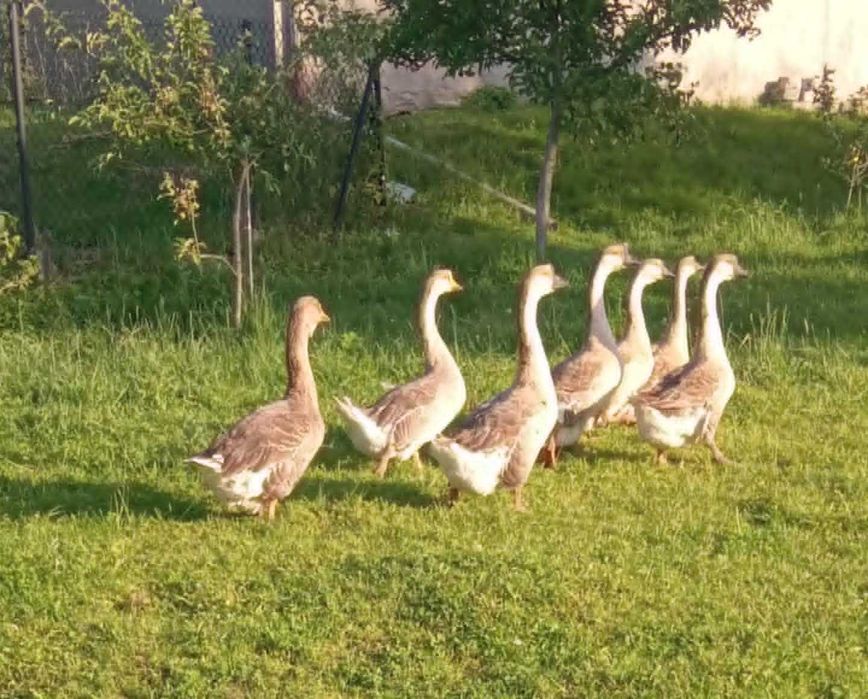 Sprzedam stado gęsi garbonose