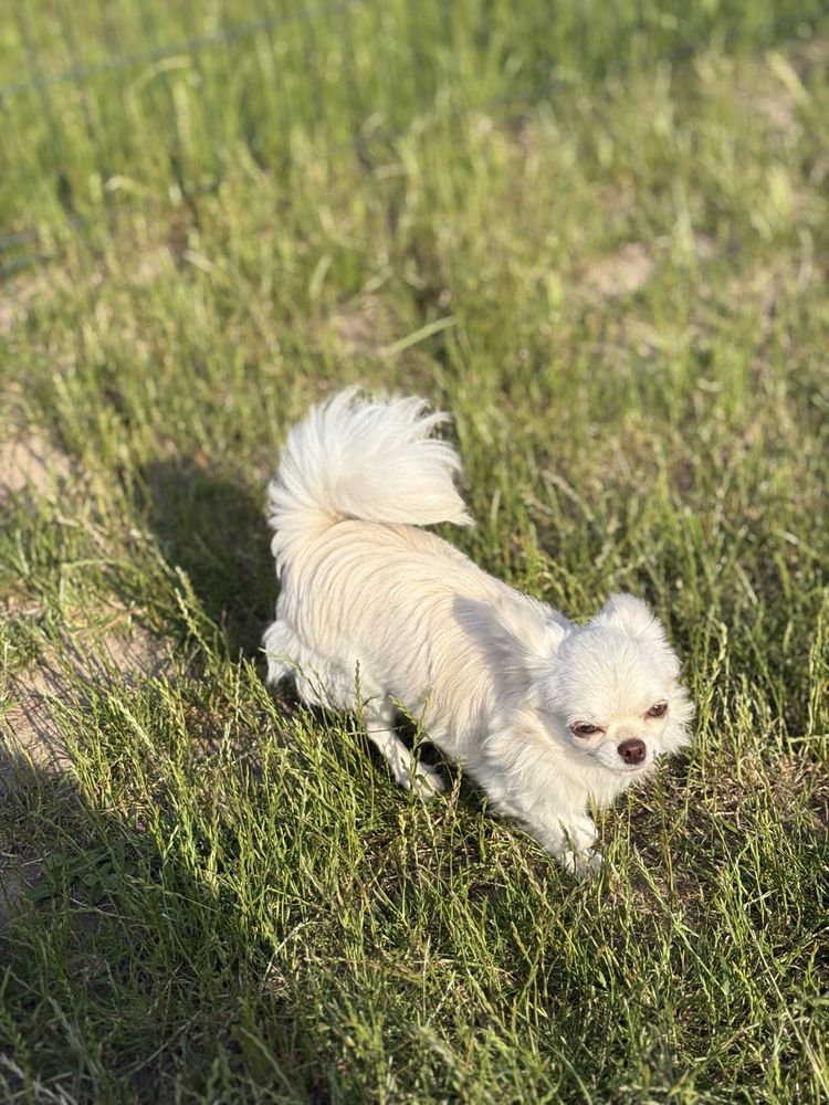 Chłopiec chihuahua FCI