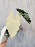 Alocasia frydek Variegata