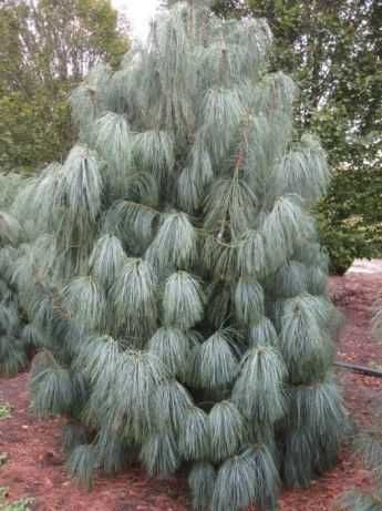 C2 Sosna Himalajska Dekoracyjna Długie Igły 20-30 cm Hurt-Detal