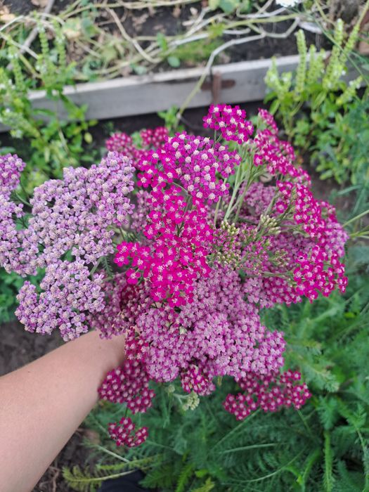 Деревій,тисячолистник кольоровий,5 кольорів