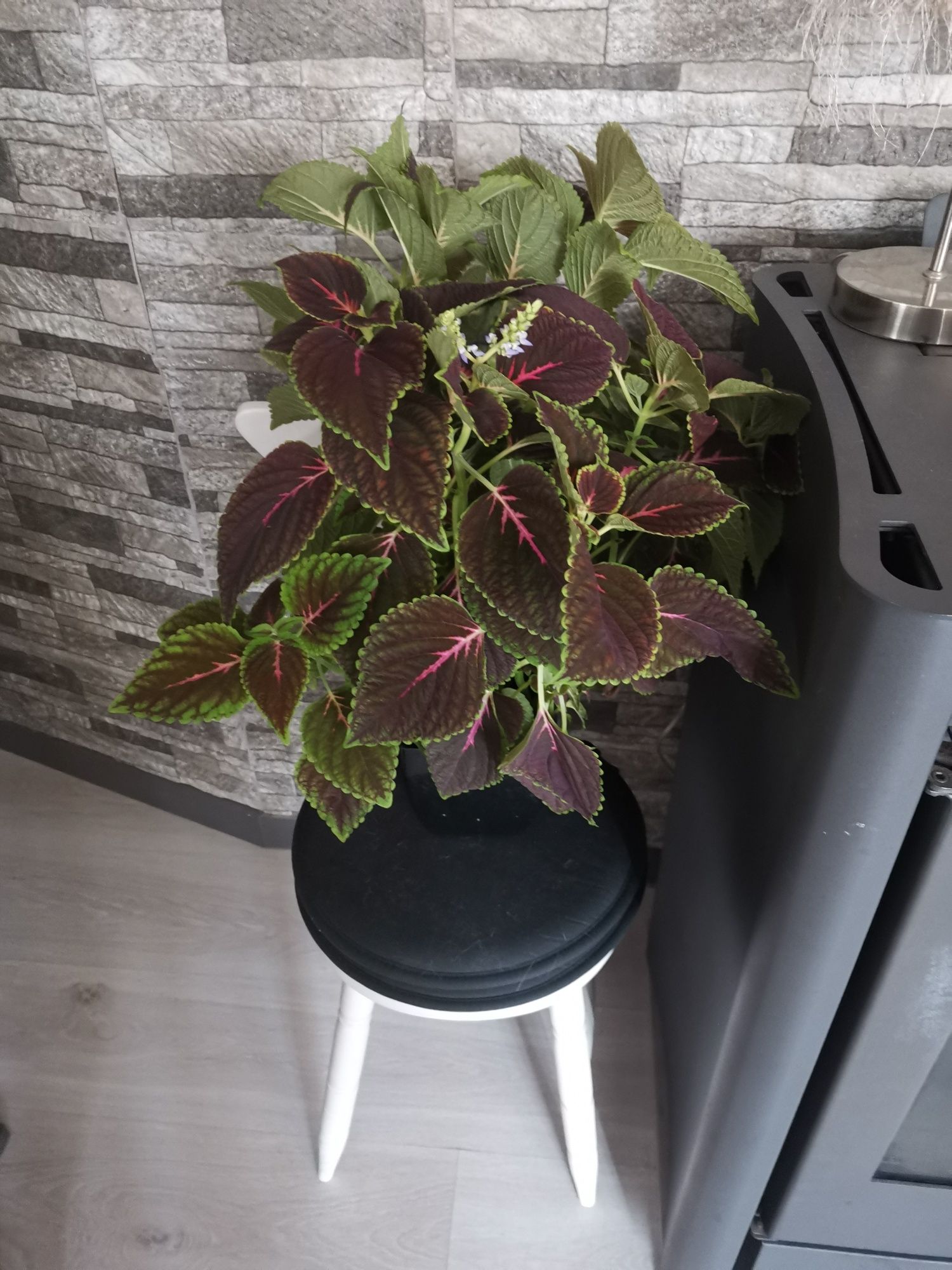 Planta grande, viçosa