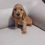 Cocker spaniel angielski