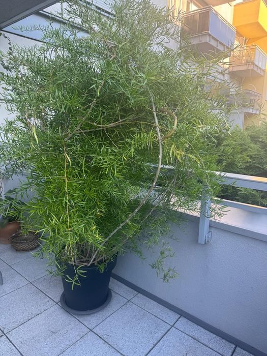 Roślina , asparagus