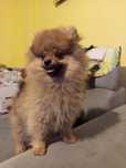Szpic miniaturowy pomeranian