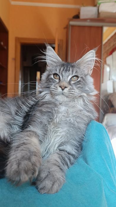 Кошечка породы Мейн Кун