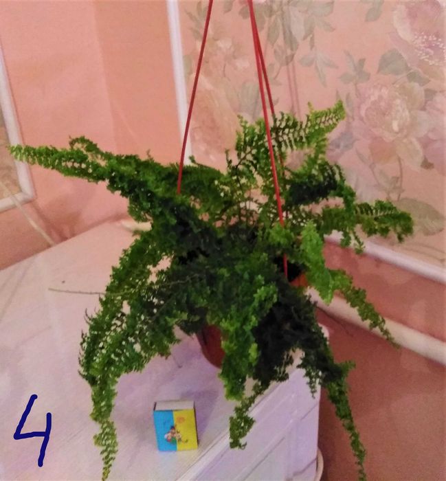 папоротник нефролепис Vitale, Асплениум, Платицериум