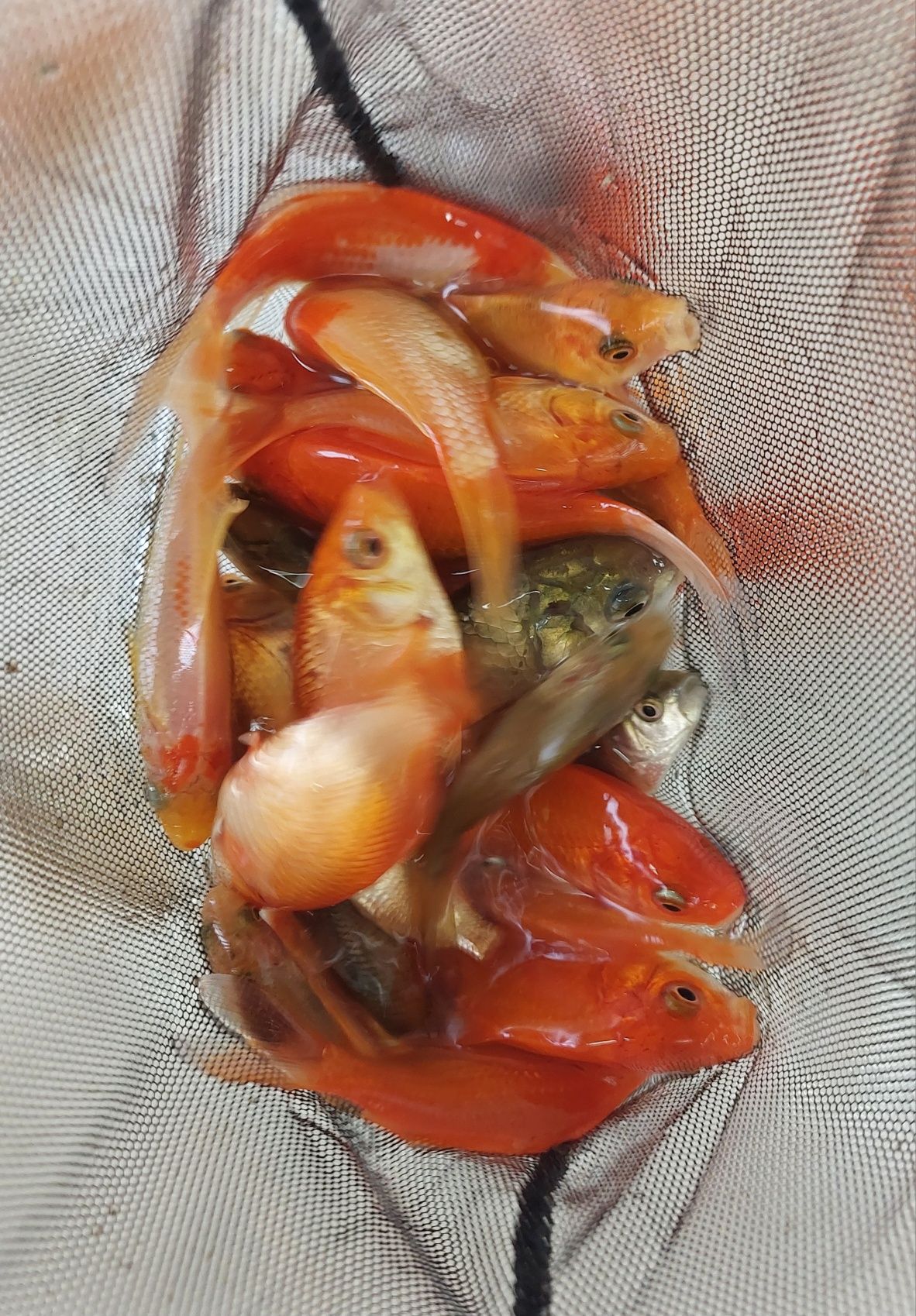 Peixe Cometa, Goldfish de Água Fria