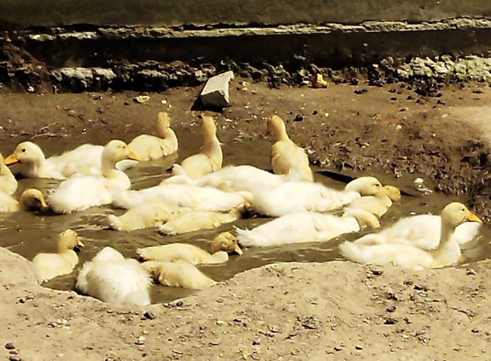 Patos de Pequim com três semanas