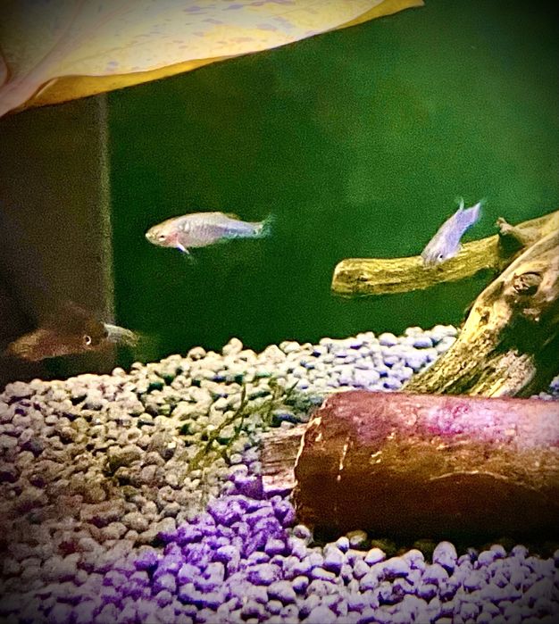 Danio erythromicron zwana również koliberkiem