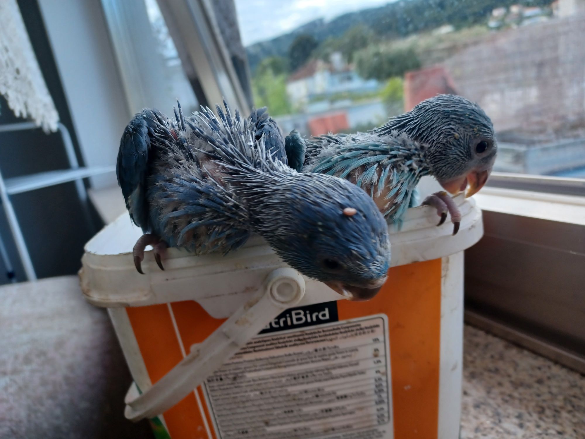 Aves domesticadas.