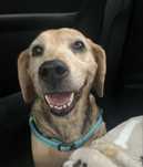 PILNIE potrzebny dom dla suni a'la beagle