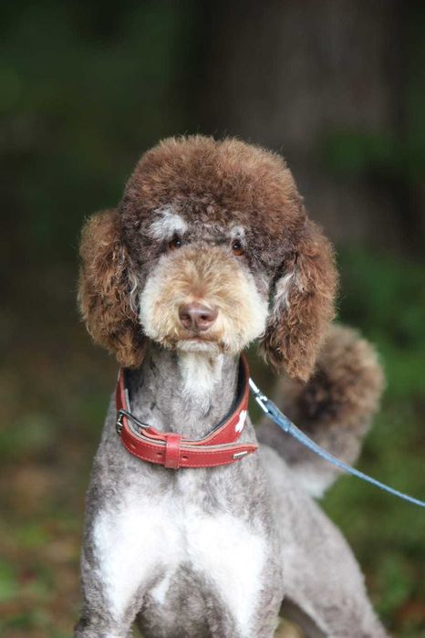 Choco Tan Poodle duży Pudel królewski Czekoladowy Tan Samiec 1,5 roku