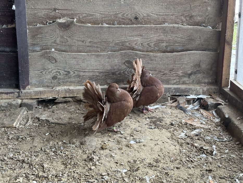 Sprzedam czerwone samice pawika