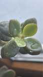 Крассула толстянка денежное дерево топ ред crassula top red грошове