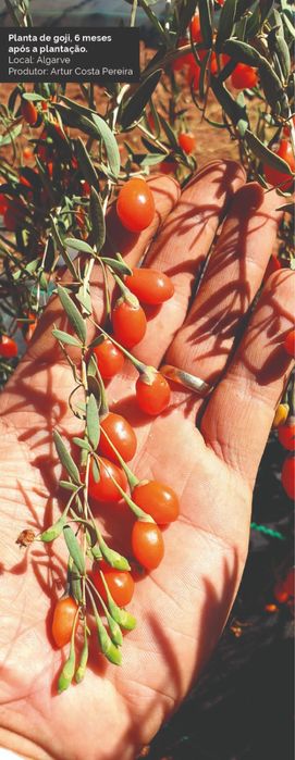 Plantas de goji Lycium Barbarum