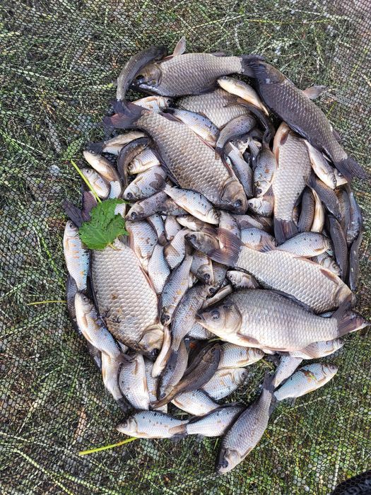 Narybek karasia srebrzystego żywiec zarybianie