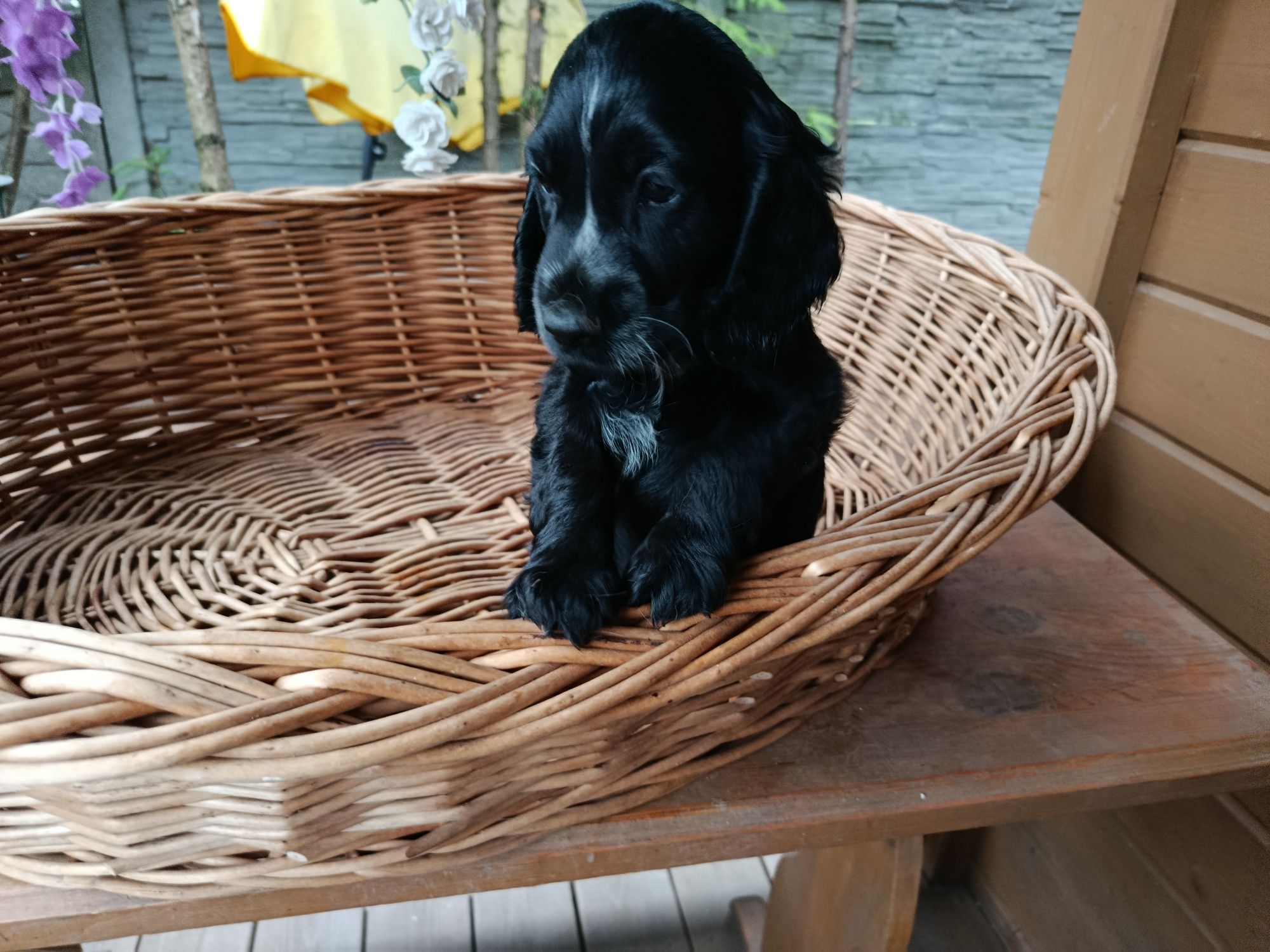 Co ker spaniel angielski Piesek Rodowód