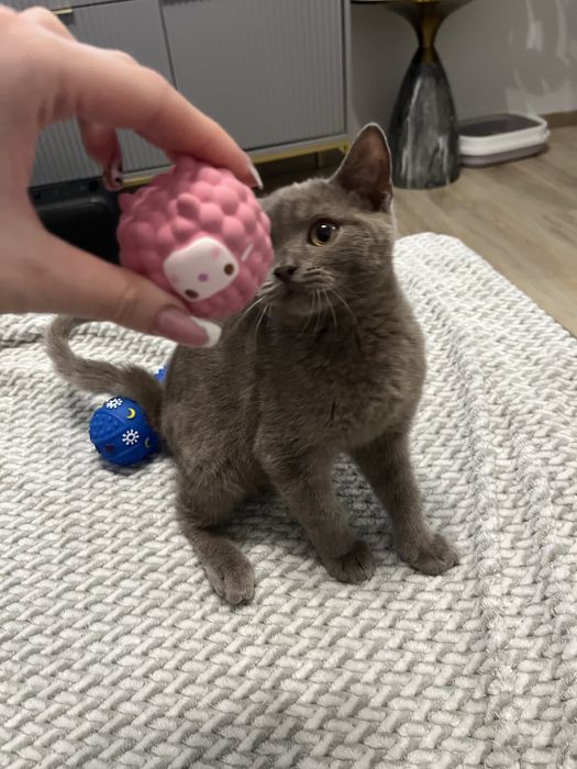 Kocurek brytyjski liliowy GOTOWY NA ODBIOR W KAZDEJ CHWILI