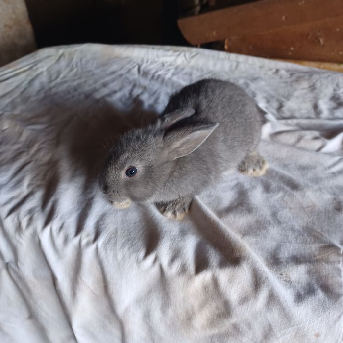 Vendo coelhos anões