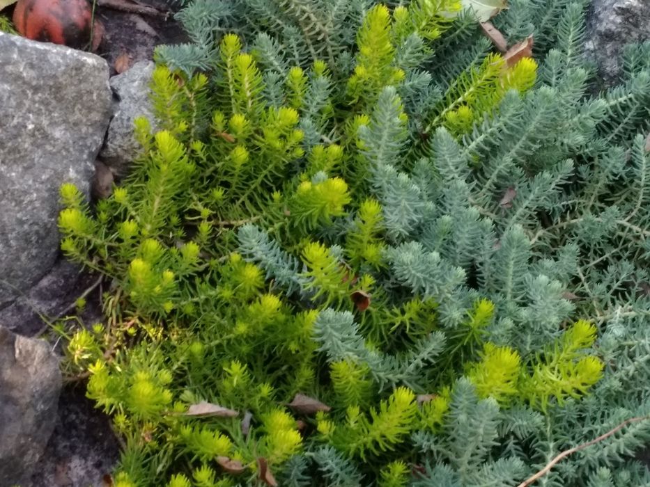 Почвопокровные очитки или седум разные виды