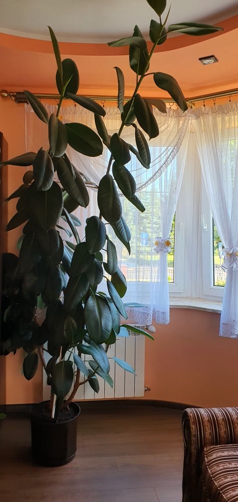 Fikus figowiec sprężysty