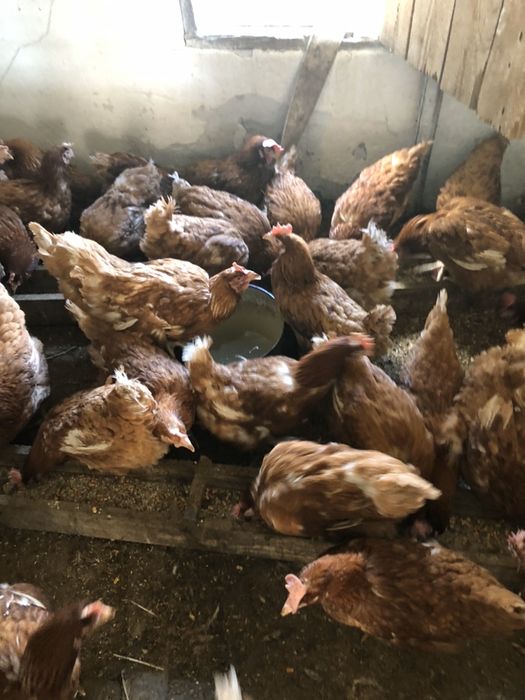 Курочки ломон браун