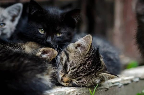 Кошенята безкоштовно