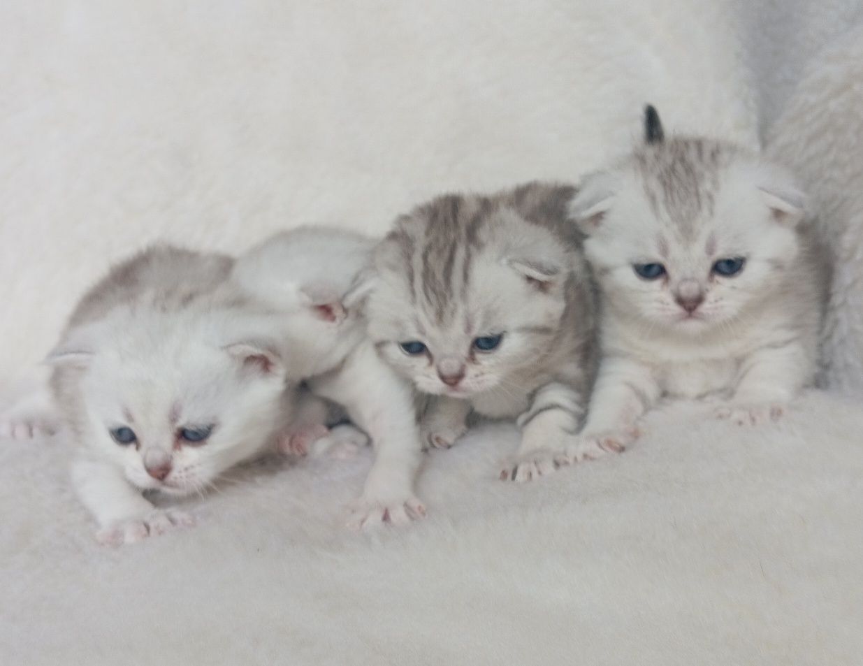Вислоухие котята скоттиш фолд