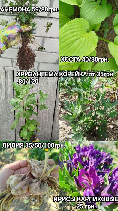 ХРИЗАНТЕМА,Лилия,Ромашка,Эхинацея.Ирис,БИРЮЧИНА,САМШИТ,Спирея