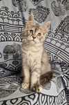 Maine coon kocięta kotka