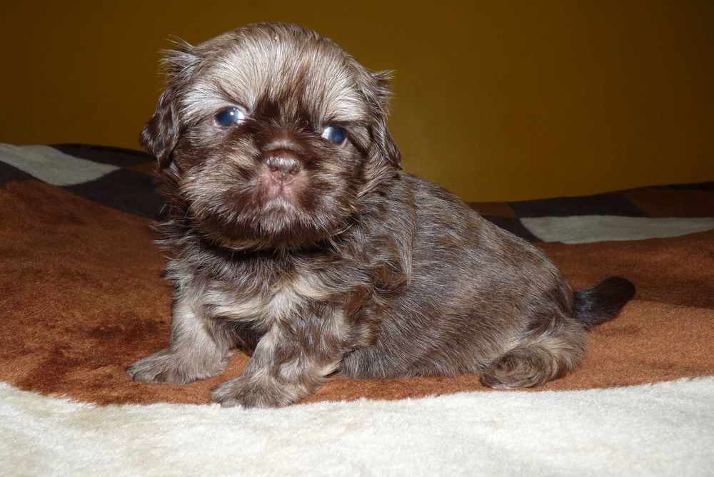 Shih Tzu, piesek Grafi do odbioru od 18 października.
