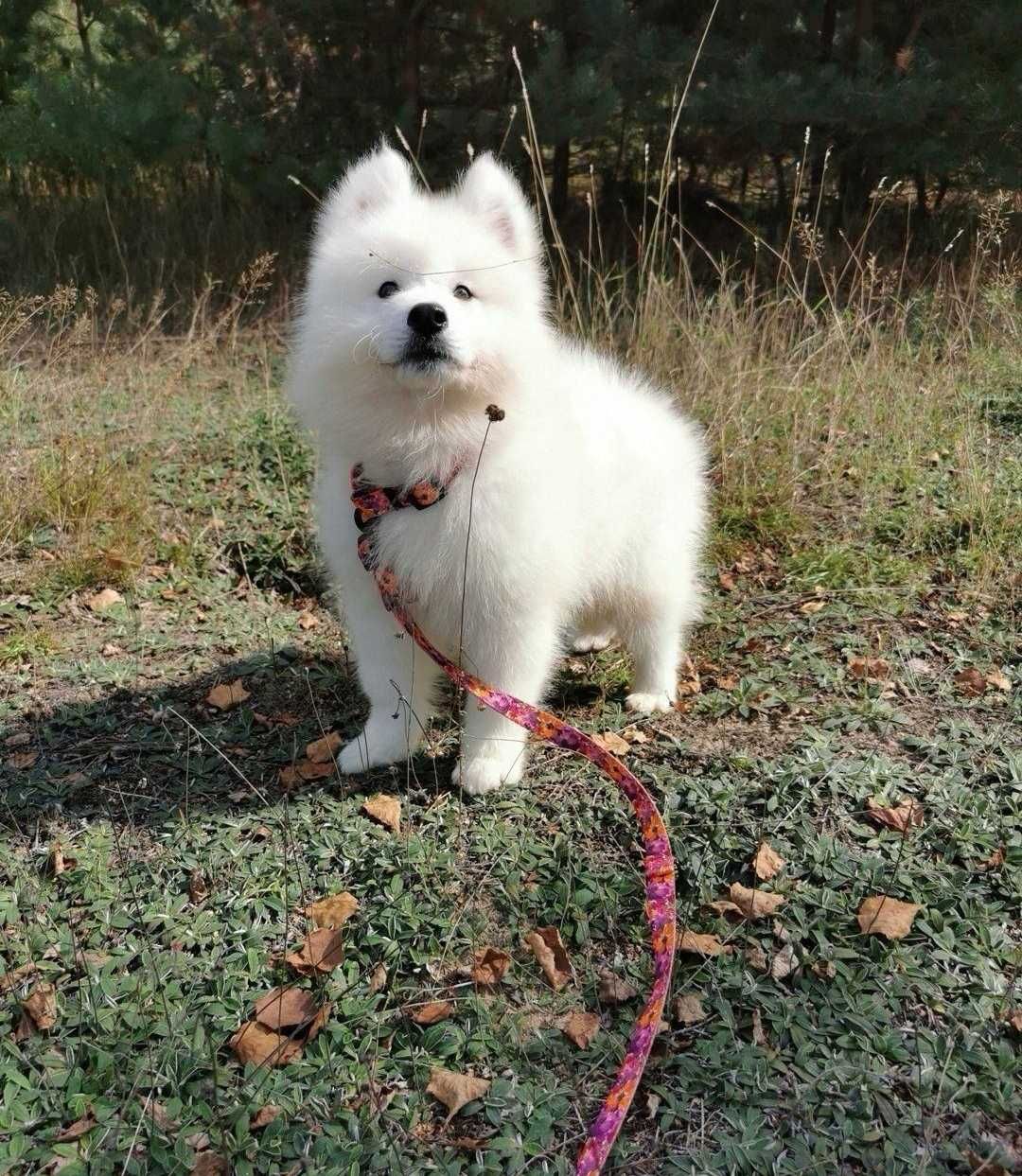 Samoyed suczka z rodowodem szczenię