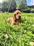 Cocker Spaniel angielski