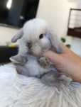 Mini lop karzełek Teddy hodowla zarejestrowana