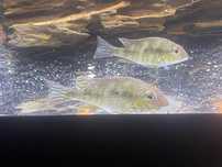 Ziemiojad Geophagus Red Head Tapajos