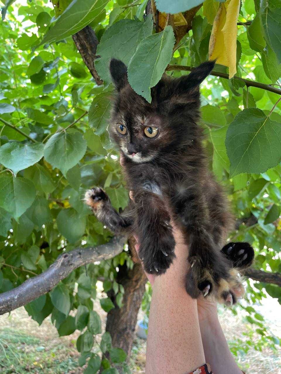 Кошеня, 2 місяці, дівчинка, в самі люблячі руки