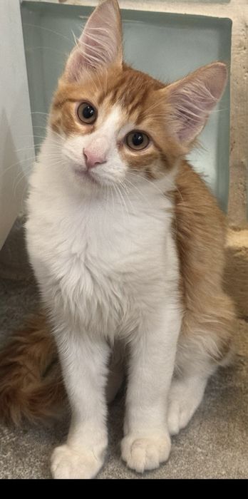 Angora Turecka, kot rasowy