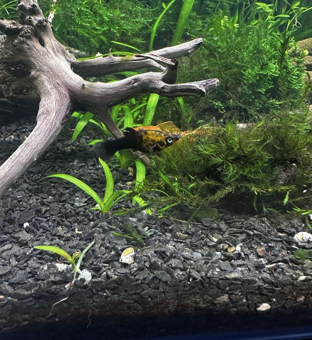 Молінезія gold-black мальки 2 місяці