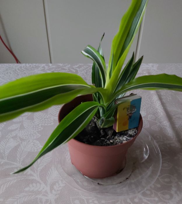 Драцена Лемон Лайм