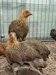 Brahma miniaturka bantamka kurczaki para