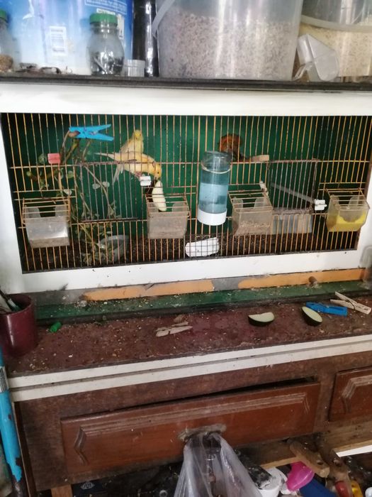 Canários belgas e espanhóis